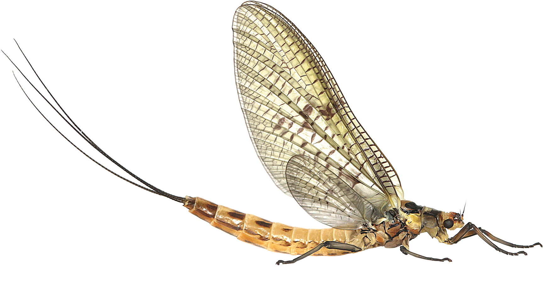 a mayfly png